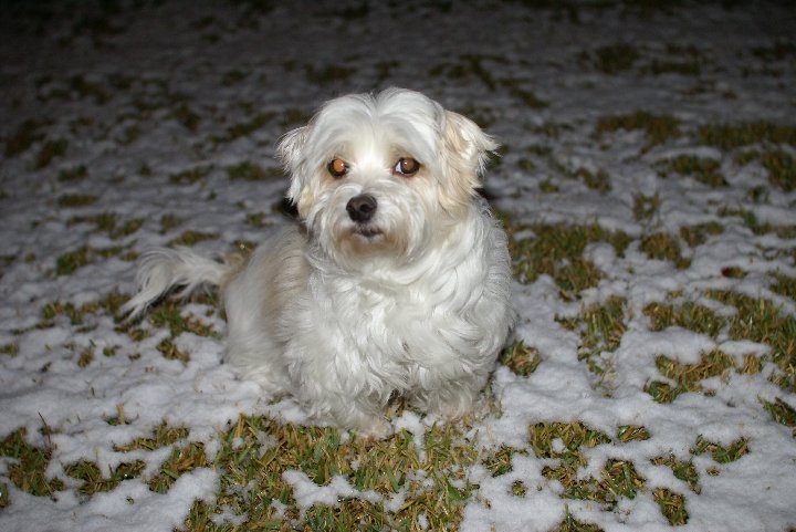 Mr Pepe in the snow